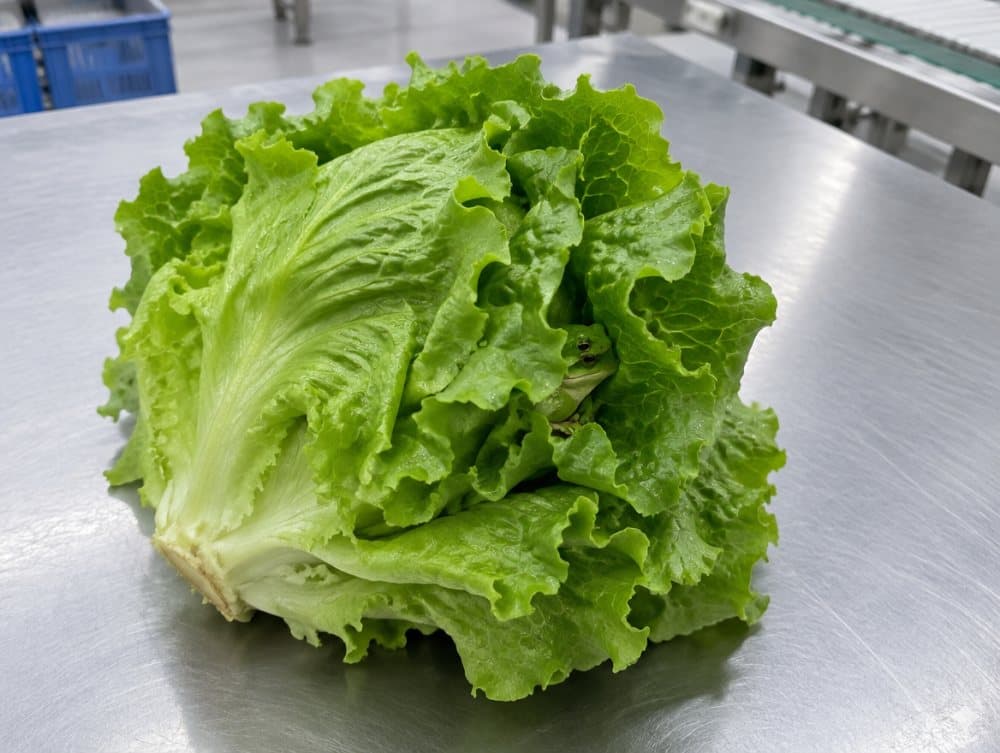レタスに隠れたカエル(NGの例)