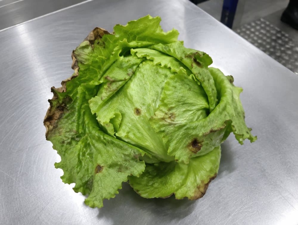 レタスの傷み(NGの例)